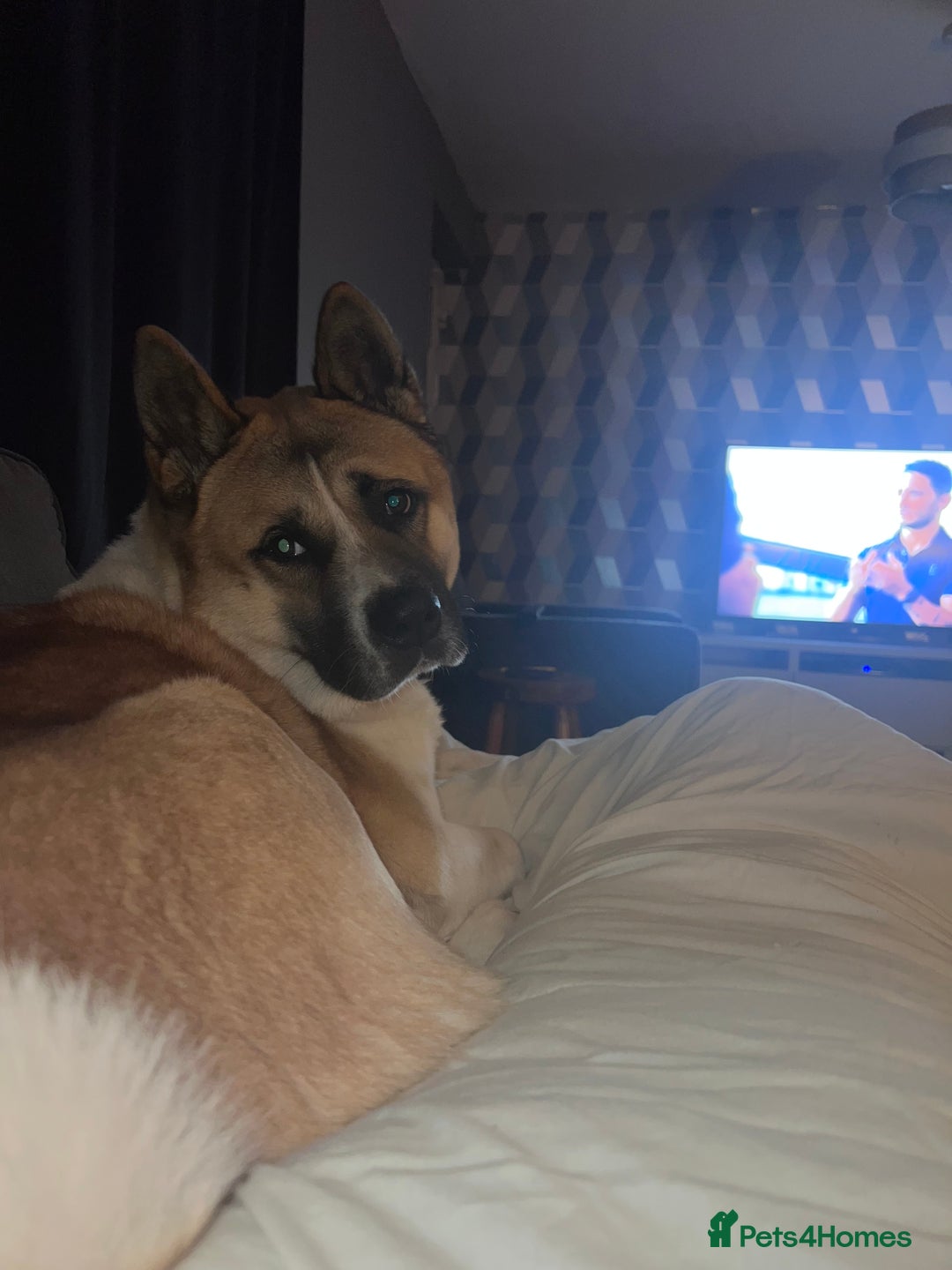 Akita dogs for stud: Male Akita for stud - Image 7