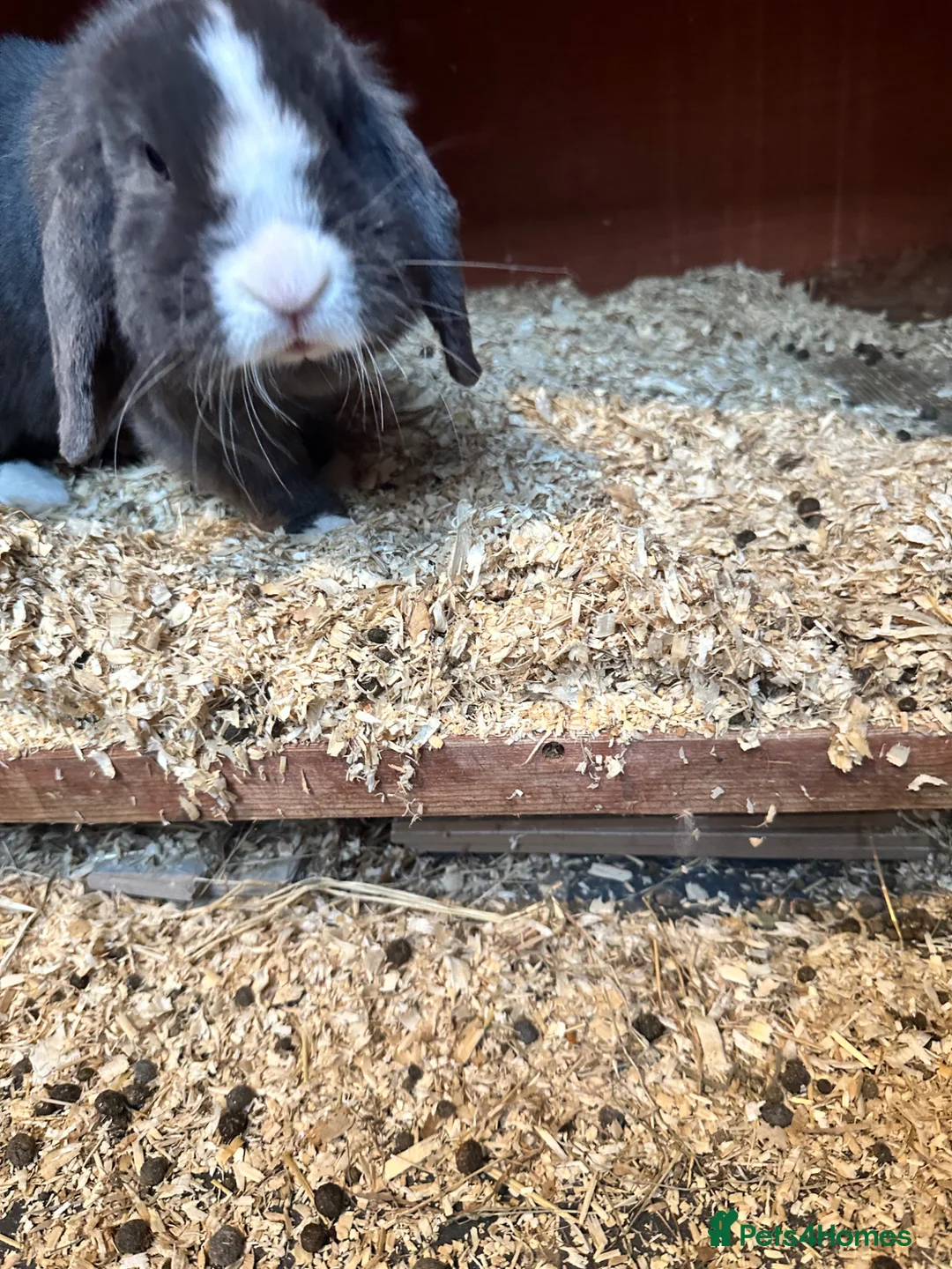 Mini Lop rabbits for sale: 2 rabbits for sale - Advert 12