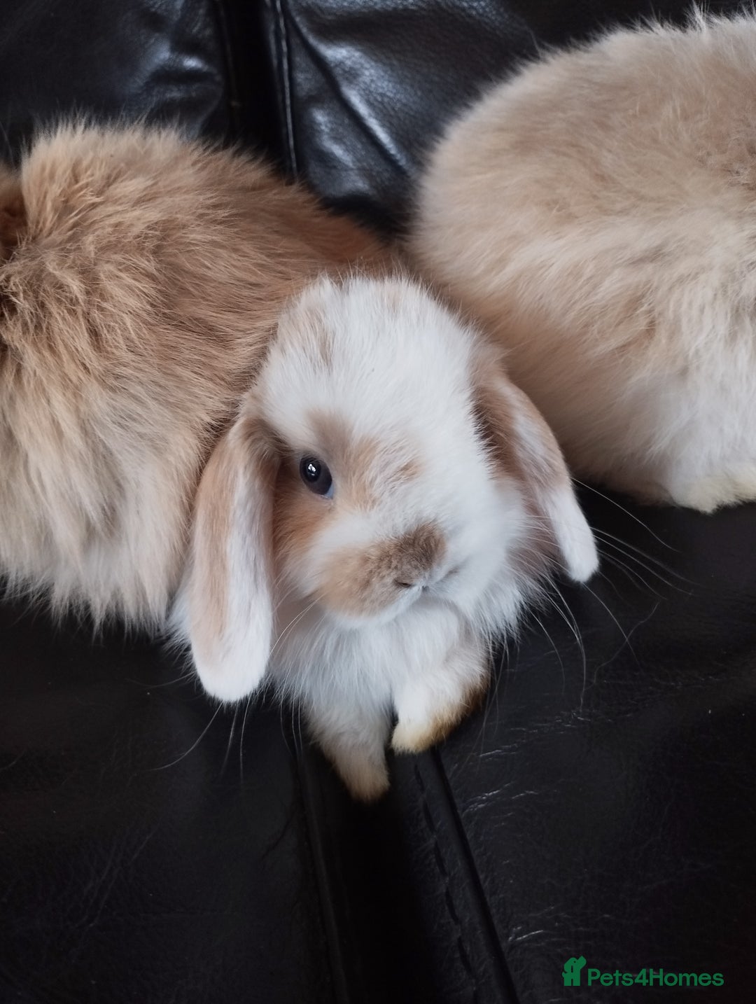 Mini Lop rabbits for sale: Mini lop boys and girls available. - Image 6