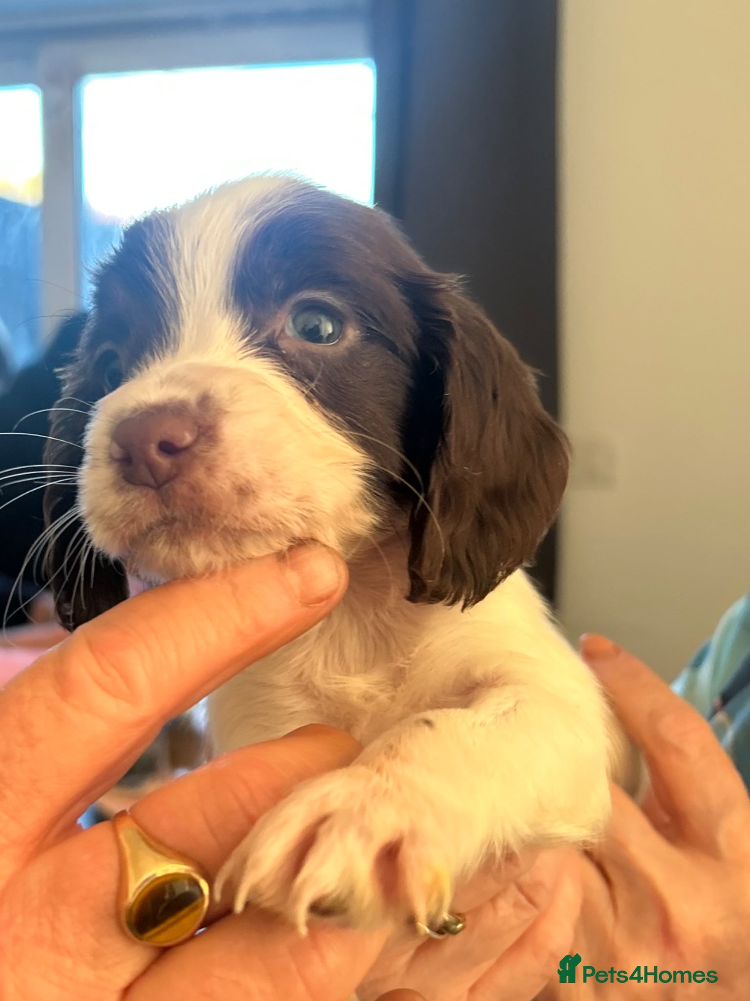 English Springer Spaniel dogs beautiful english springer spaniel puppies - Advert 2