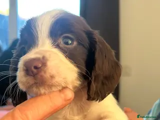 English Springer Spaniel dogs beautiful english springer spaniel puppies - Advert 2