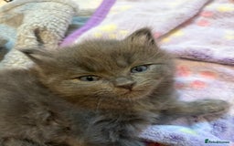 British Shorthair cats for sale: British Shorthair and Ragdoll mix - Image 2