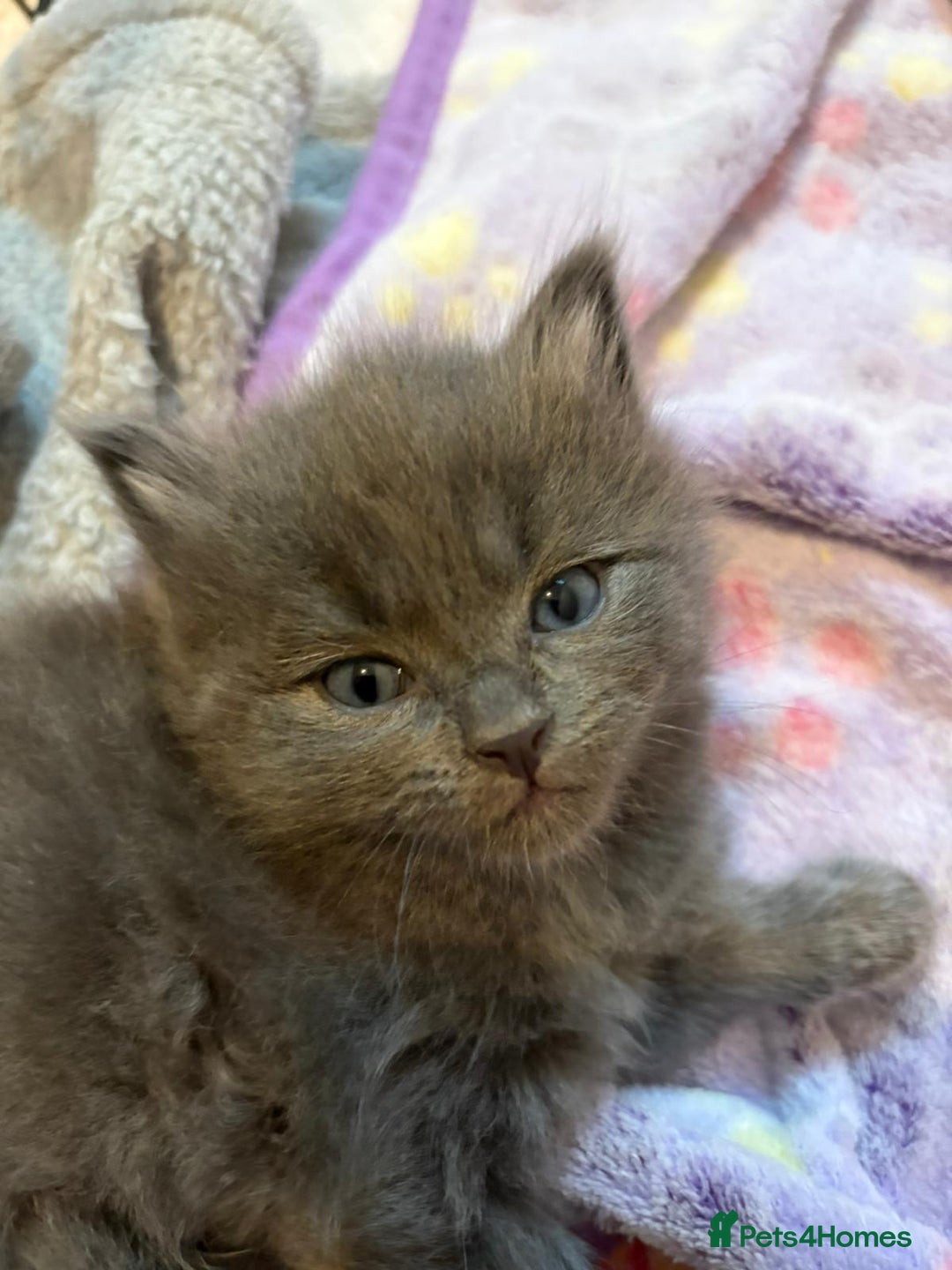 British Shorthair cats for sale: British Shorthair and Ragdoll mix - Image 2