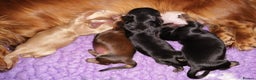 Miniature Dachshund dogs for stud: Miniature Cream Long Haired kc Reg PRA Clear in Penrith - Advert 27