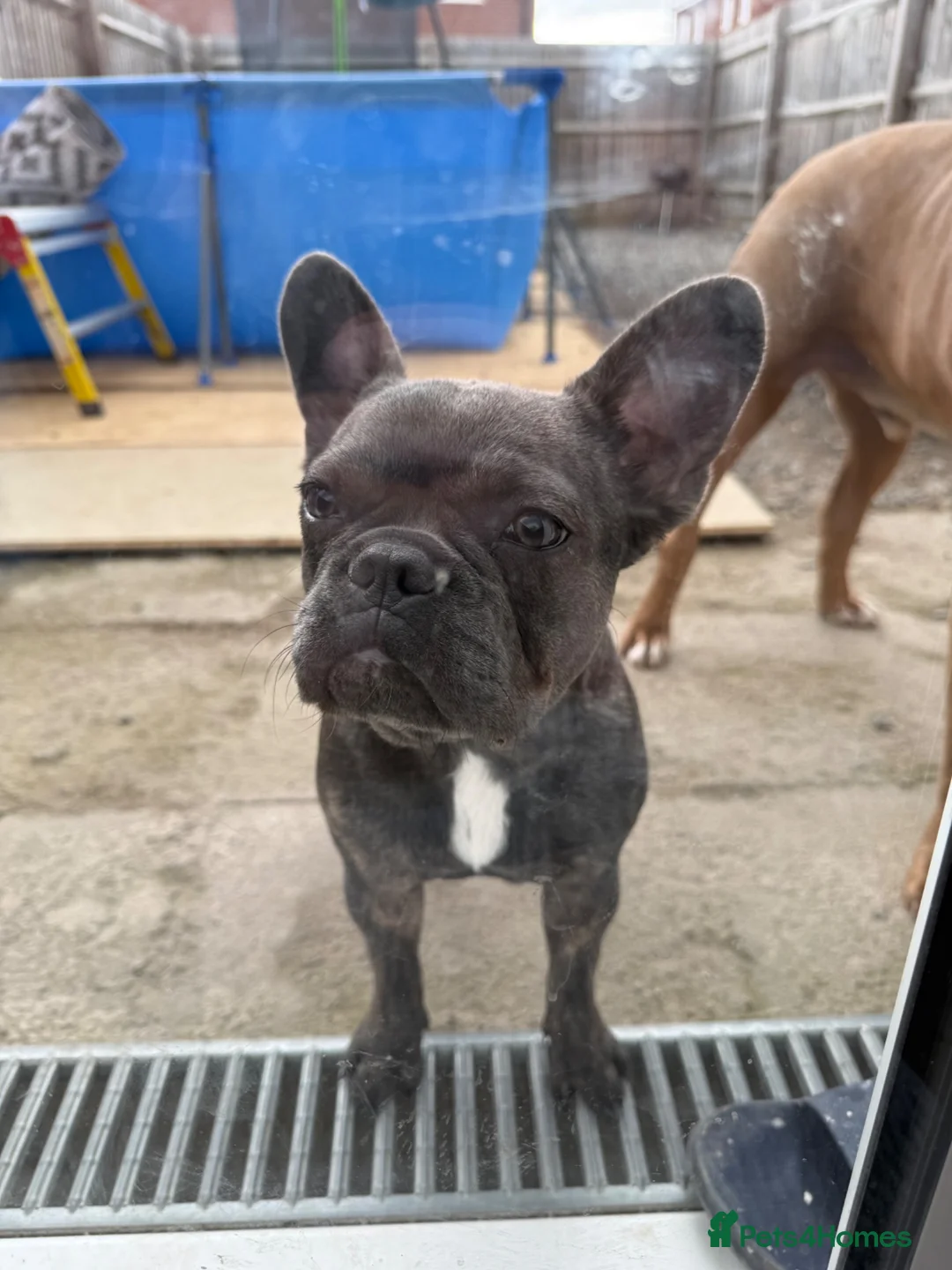 French Bulldog dogs for sale: 6 Month Frenchie Female - Advert 3