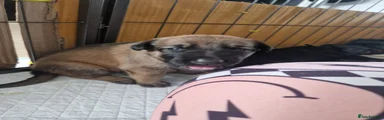 German Shepherd Puppy 7