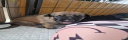 German Shepherd dogs for sale: Beautiful german shepherd puppies for sale  - Advert 4