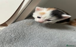 Mixed Breed cats for sale: 3 kittens for sale  - Image 7