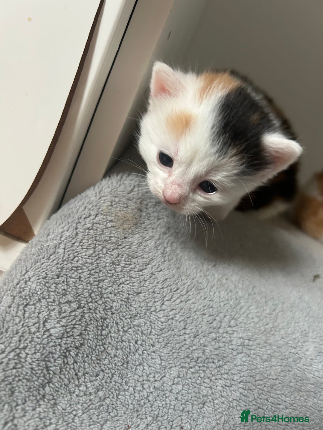 Mixed Breed cats for sale: 3 kittens for sale  - Image 7