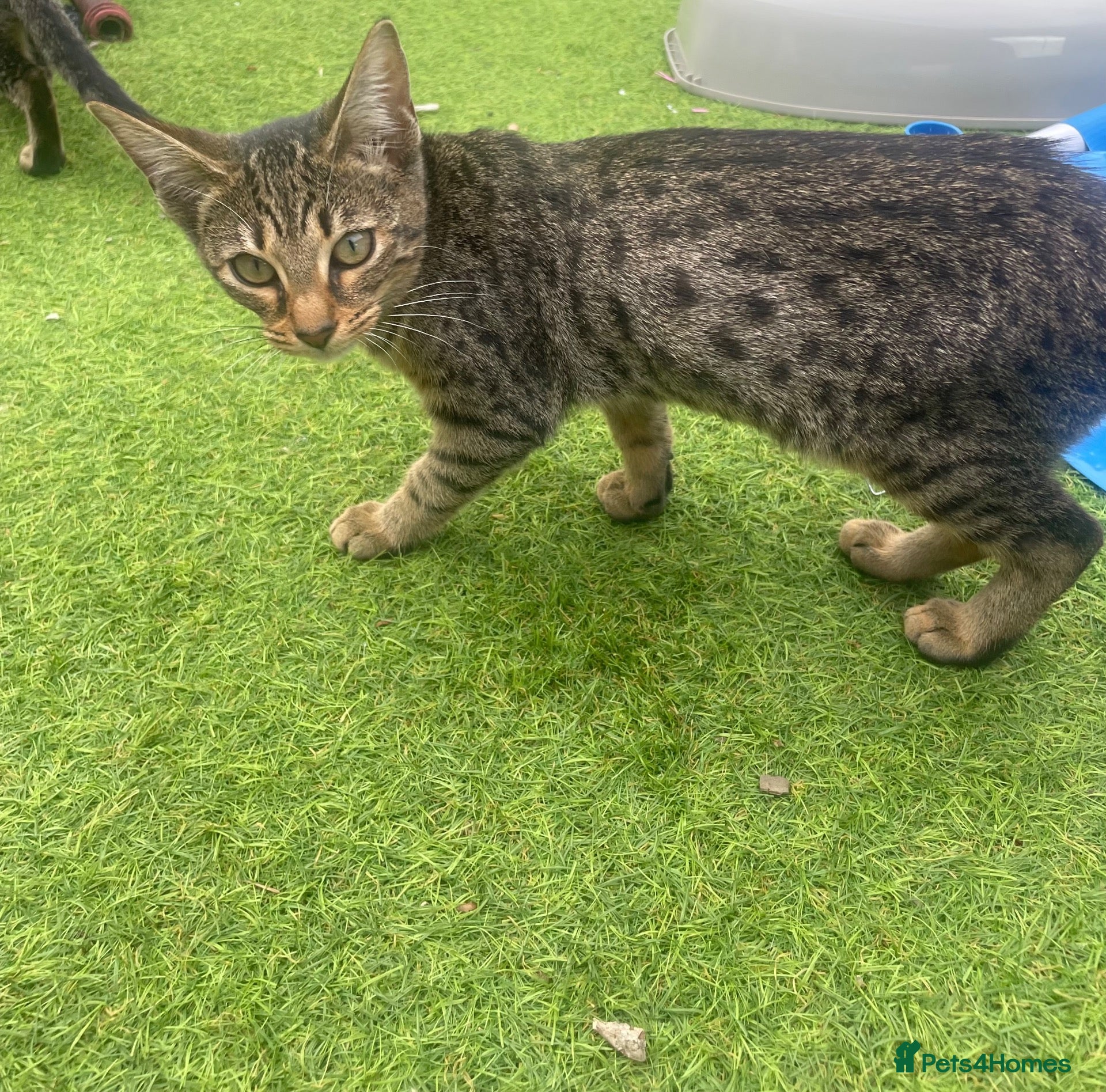 Mixed Breed cats Oriental x f5 savanna  - Advert 18