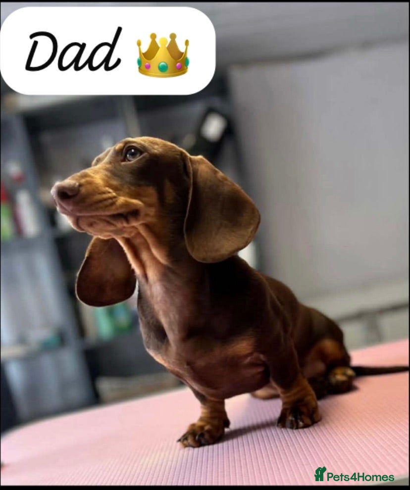 Miniature Dachshund dogs Beautiful smooth haired mini dachshunds😍 - Advert 2