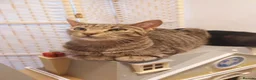 Mixed Breed cats for sale:  Sweet girl kitten is looking for loving home  - Advert 4