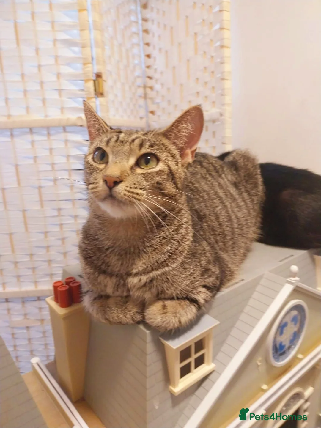 Mixed Breed cats for sale:  Sweet girl kitten is looking for loving home  - Advert 4
