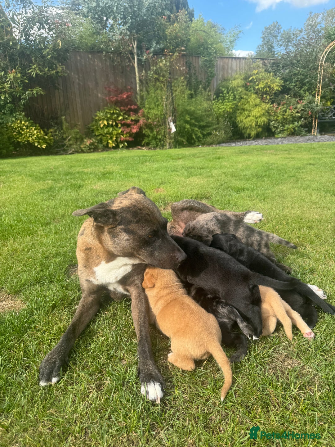 Mixed Breed dogs for sale: Puppies  - Image 8