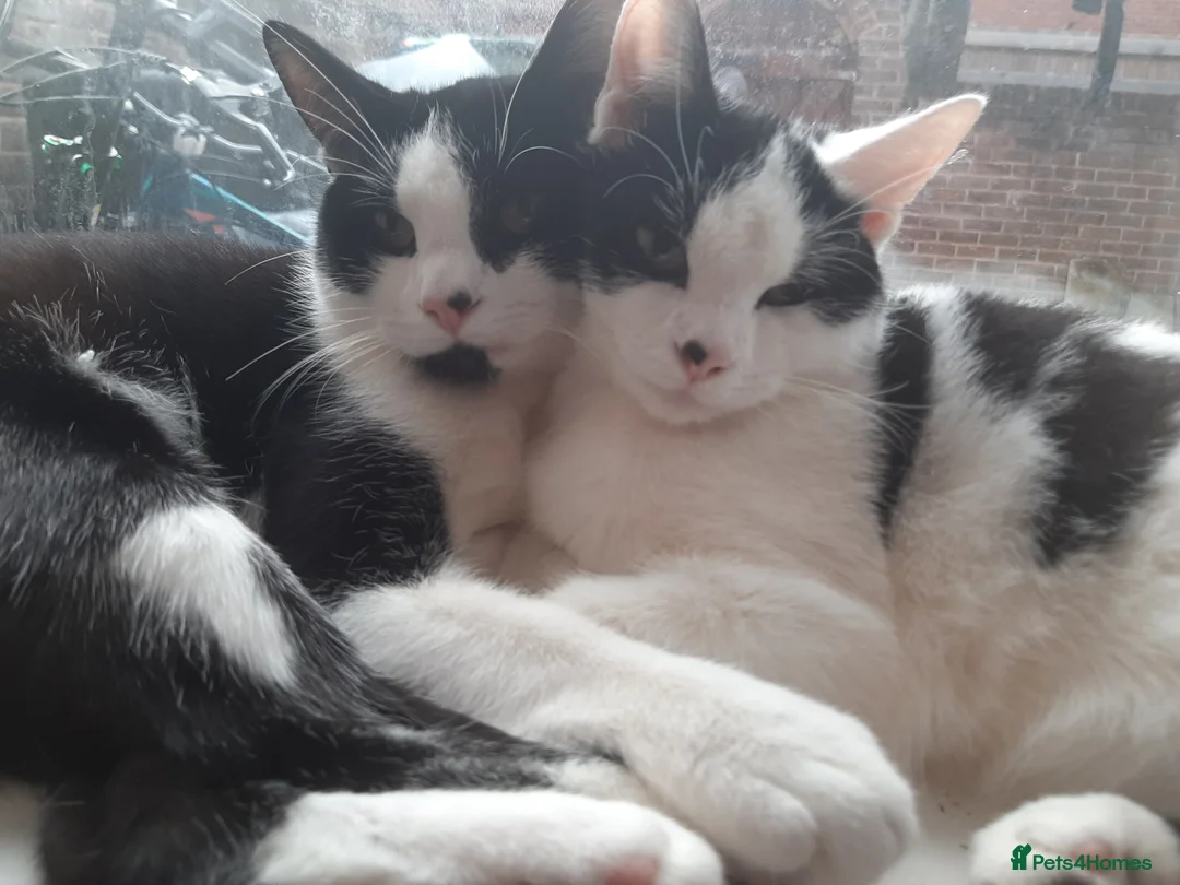 Mixed Breed cats for sale: Going for free because I'm immigrating  - Advert 17