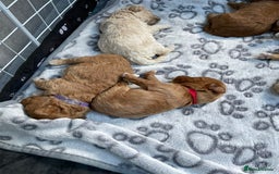 Maltipoo dogs for sale: We have six beautiful Malti-Poo’s - Image 4