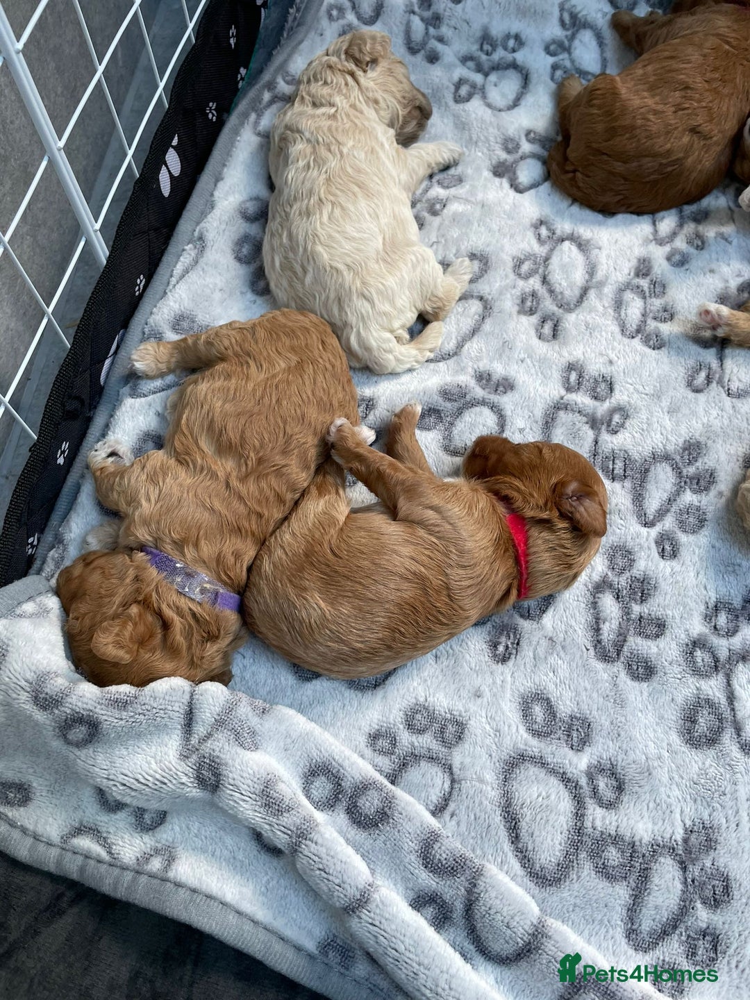 Maltipoo dogs for sale: We have six beautiful Malti-Poo’s - Image 4