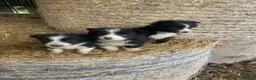 Border Collie dogs for sale: Border collie sheep dog pups for sale  - Advert 7