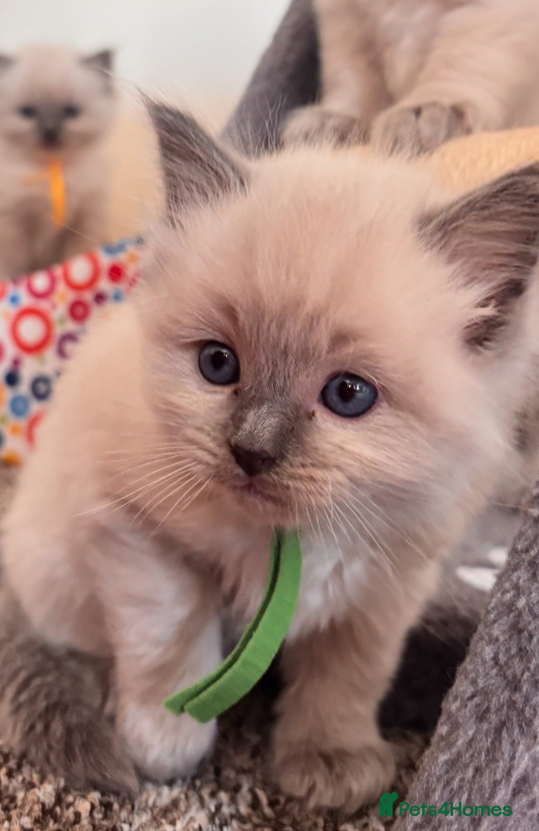 Ragdoll cats for sale: Ragdoll kittens (2 boys and 2 girls)  - Image 24