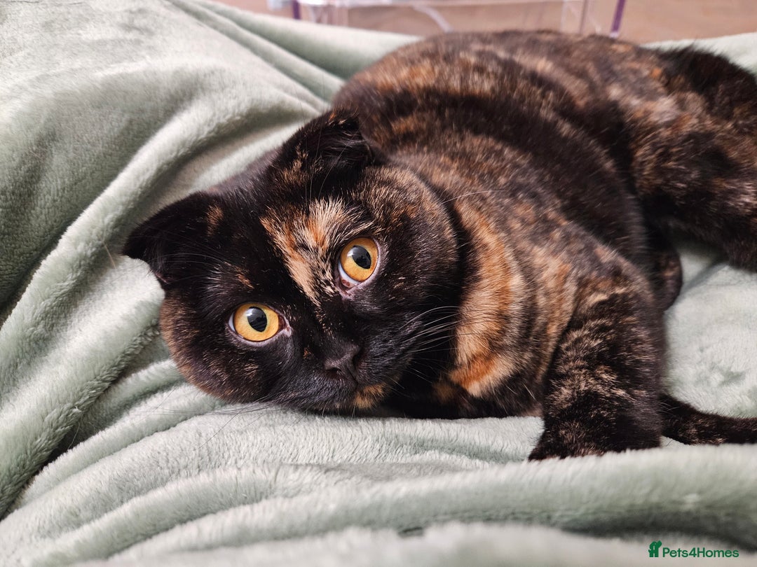 Scottish Fold cats for sale: Tortie girl, wonderful personality, 1.5years old - Advert 13