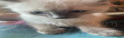 Ragdoll cats for sale: Adorable Ragdolls  - Advert 5