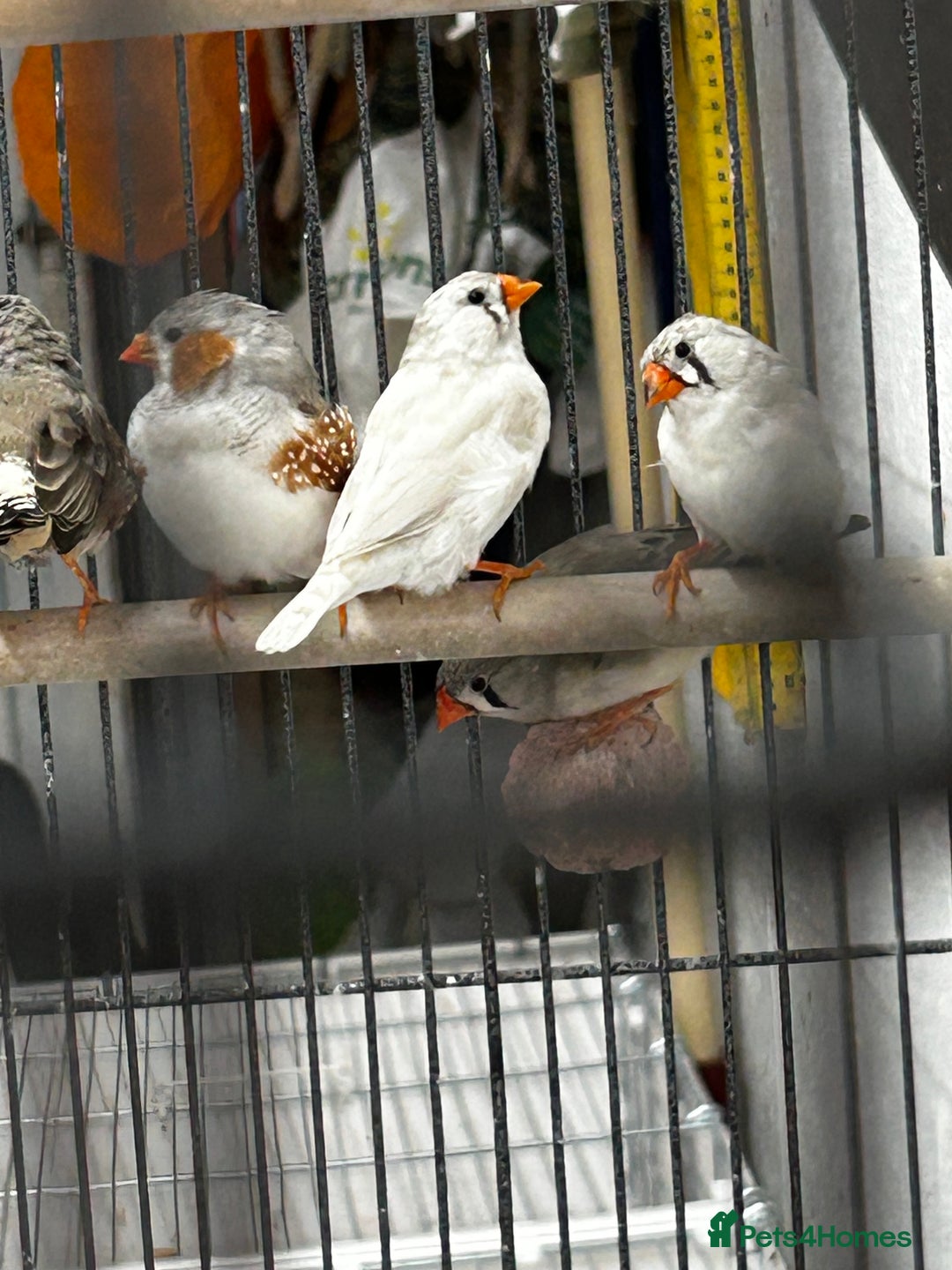 Finches birds for sale: Zebra finches  - Image 3