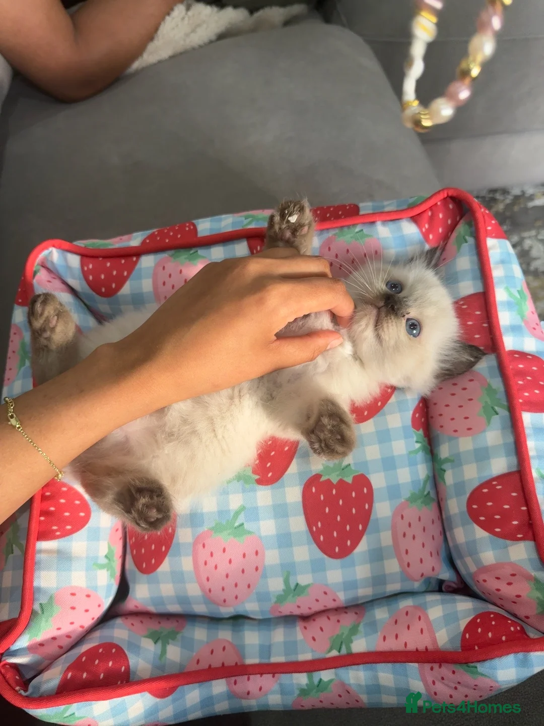 Ragdoll cats for sale: Ragdoll males for sale  - Advert 2