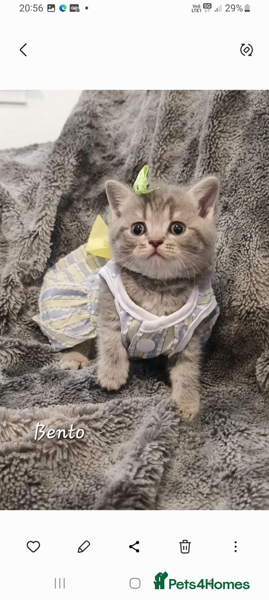 British Shorthair cats Rose Gold British Shorthair  - Advert 5