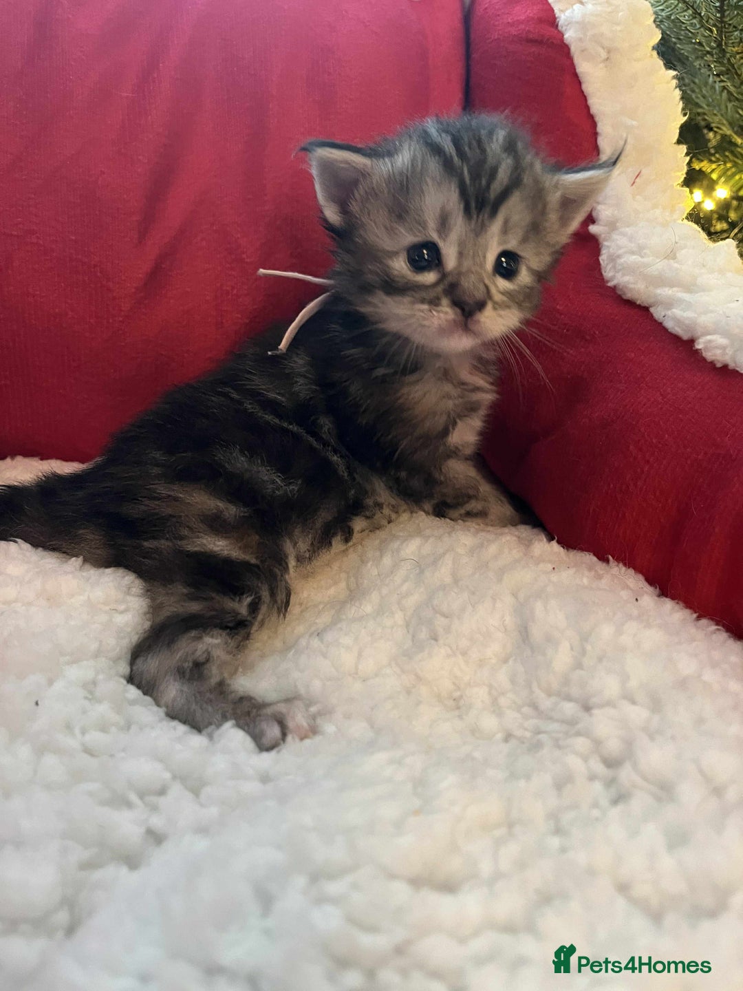 Maine Coon cats for sale: Pure Maine Coon Kittens - Advert 36