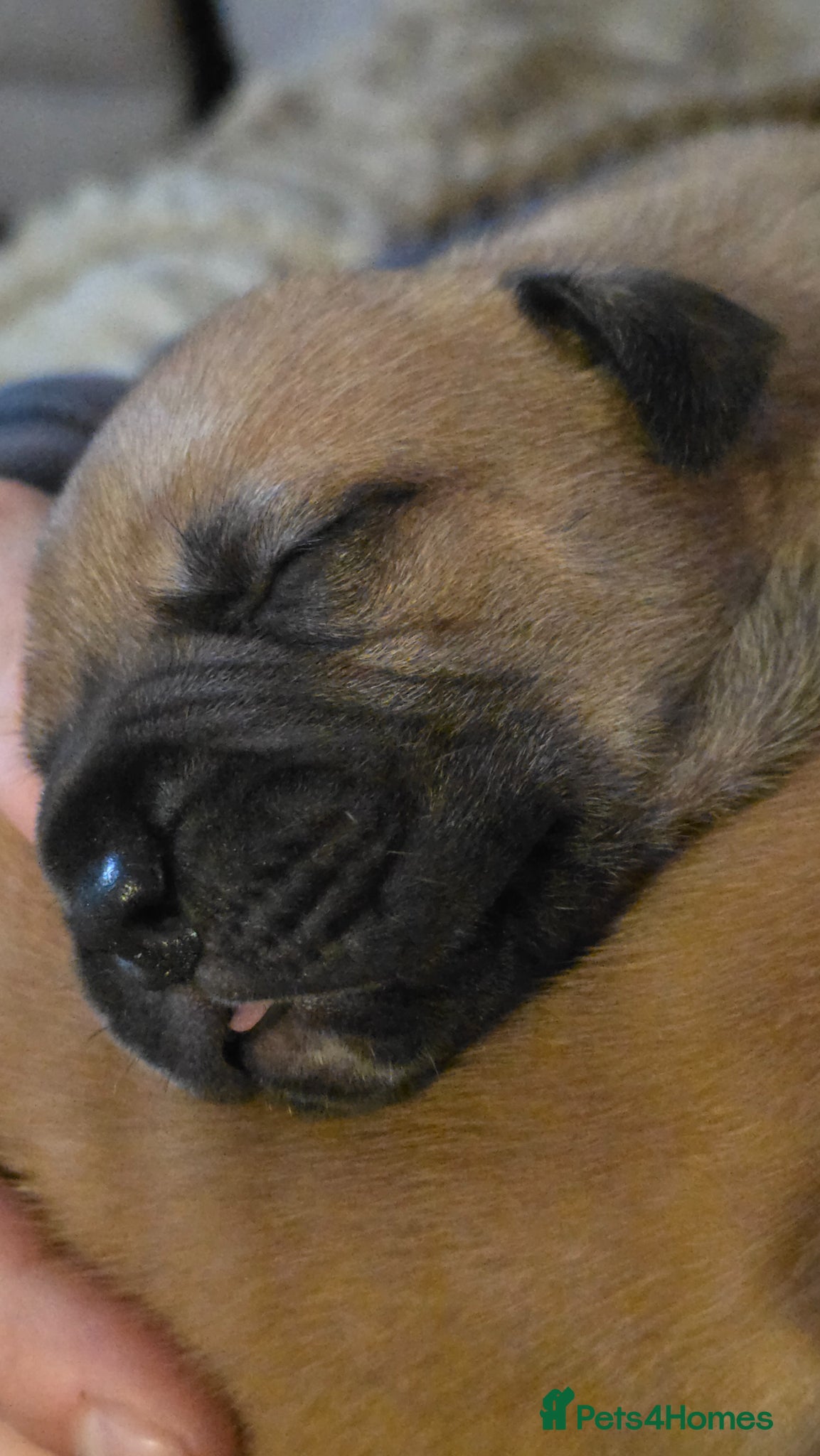 Mixed Breed dogs Mastiff Bordeaux Puppies - Advert 11