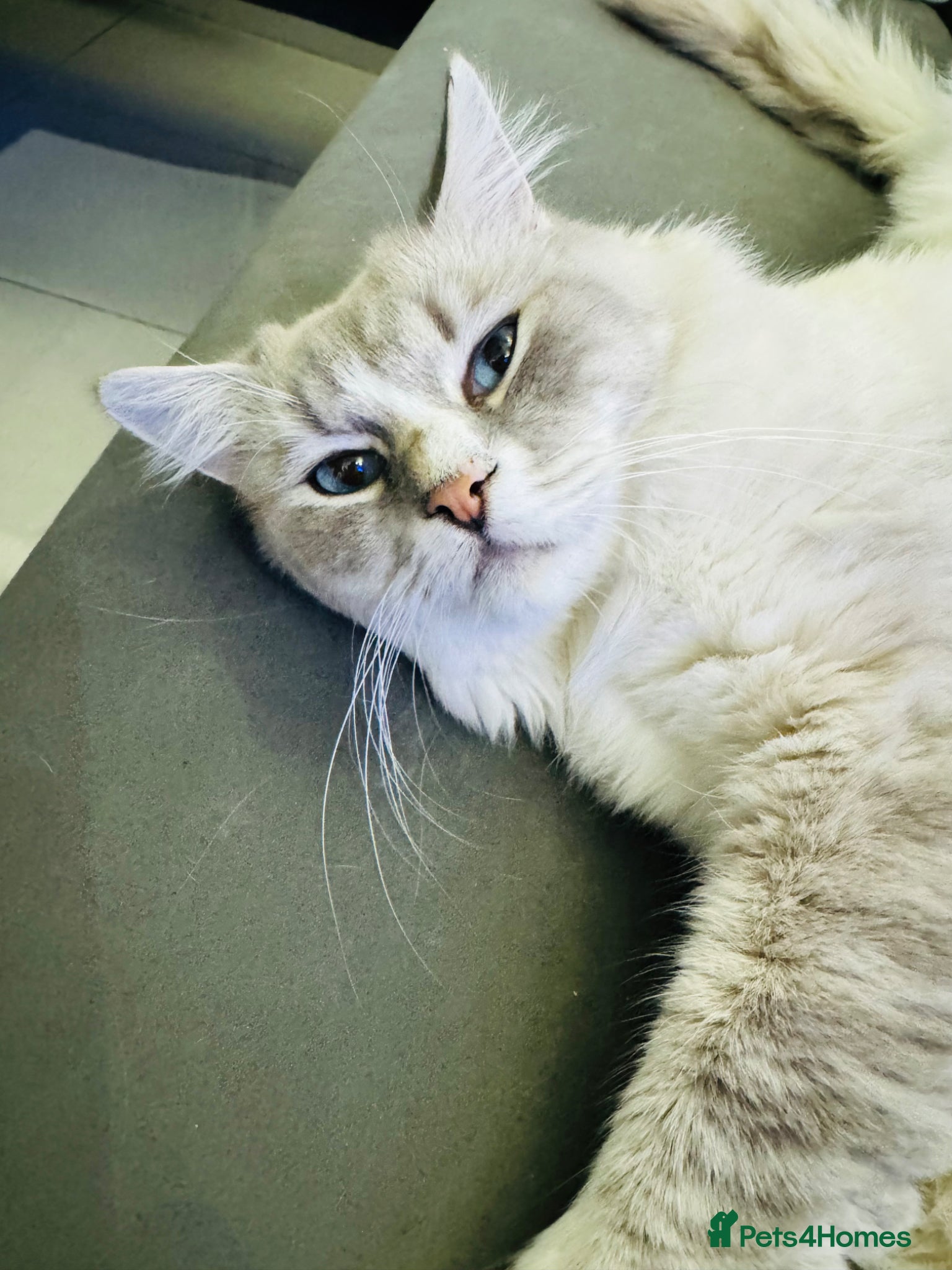 Ragdoll cats Beautiful GCCF Ragdoll Stud-Blue Tabby Mitted Bi - Advert 2