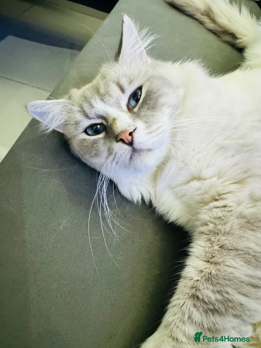 Ragdoll cats for stud: Beautiful GCCF Ragdoll Stud-Blue Tabby Mitted Bi - Advert 2