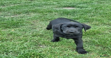 Labrador Retriever dogs - Advert 5
