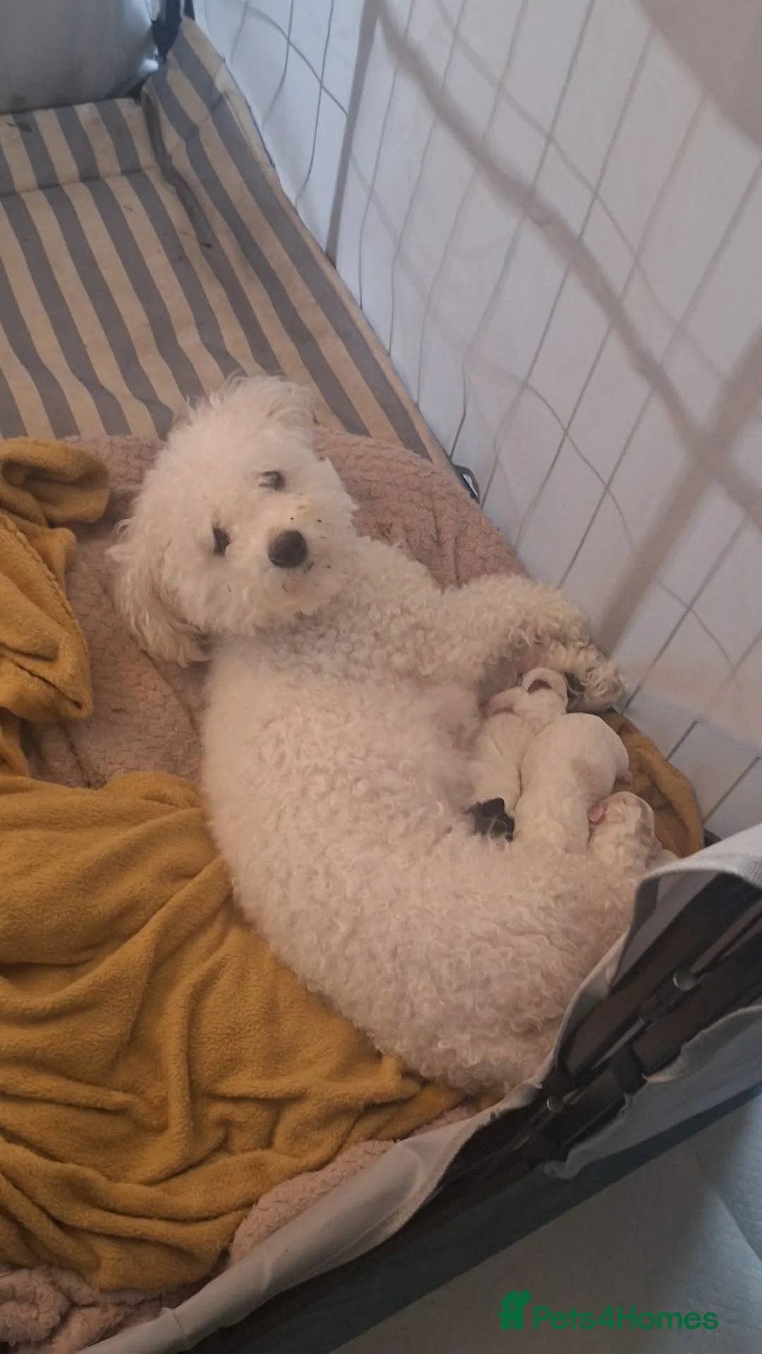 Zuchon dogs for sale: Beautiful babies for sale  in Droitwich - Advert 8