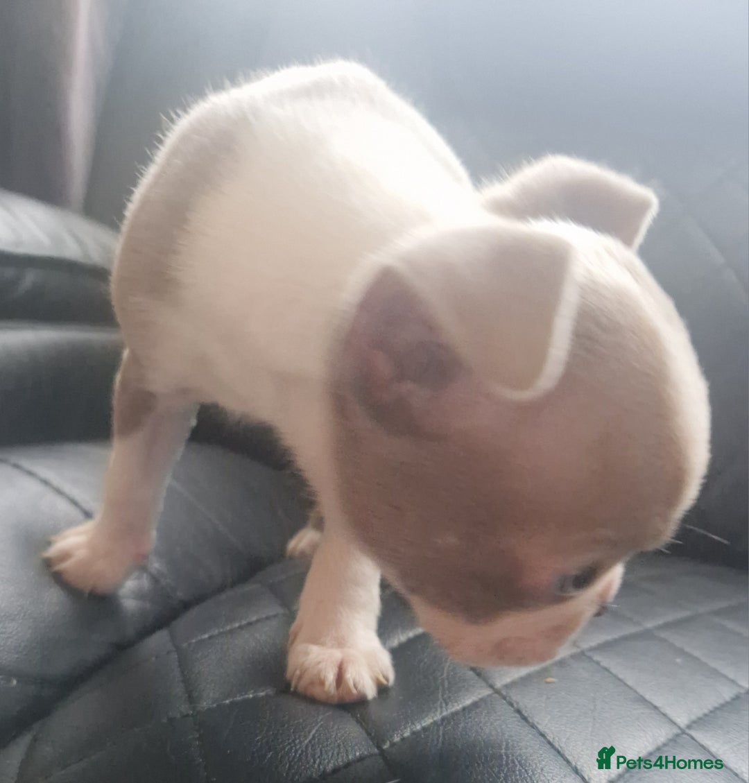 Boston Terrier dogs for sale: Stunning Champagne boston bitch for sale  - Advert 5