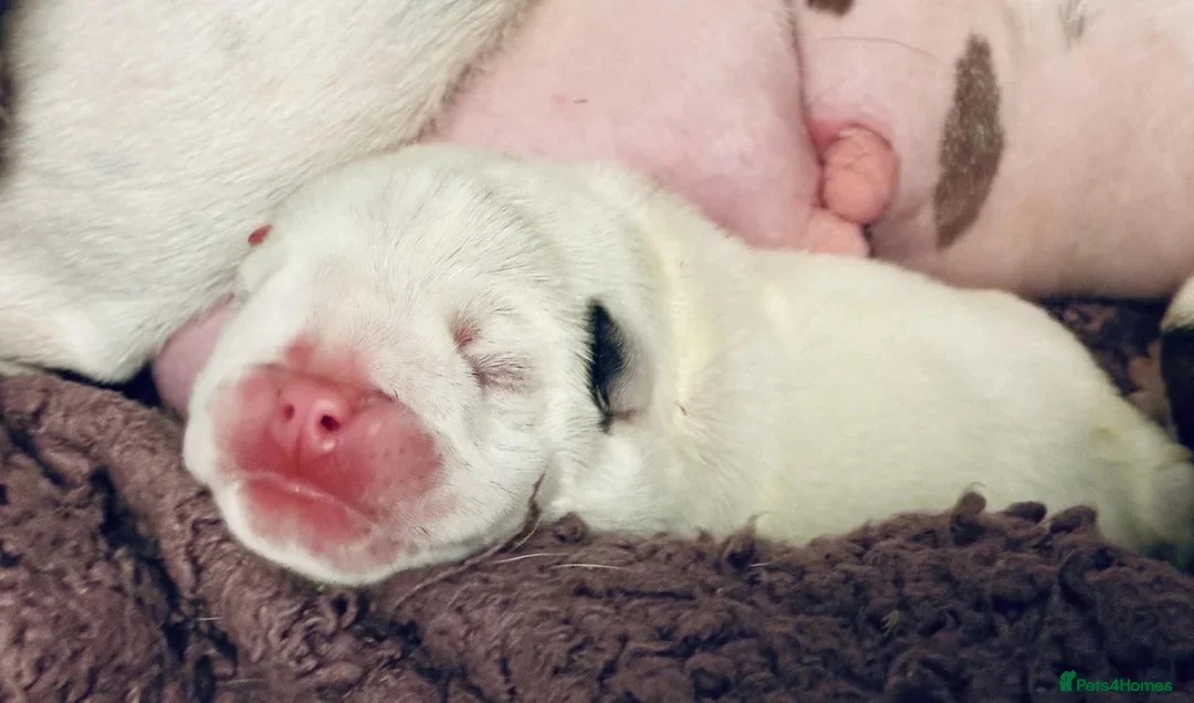 English Bulldog dogs for sale: 4 wk old Kc bulldog pups rare champ lines - Advert 13