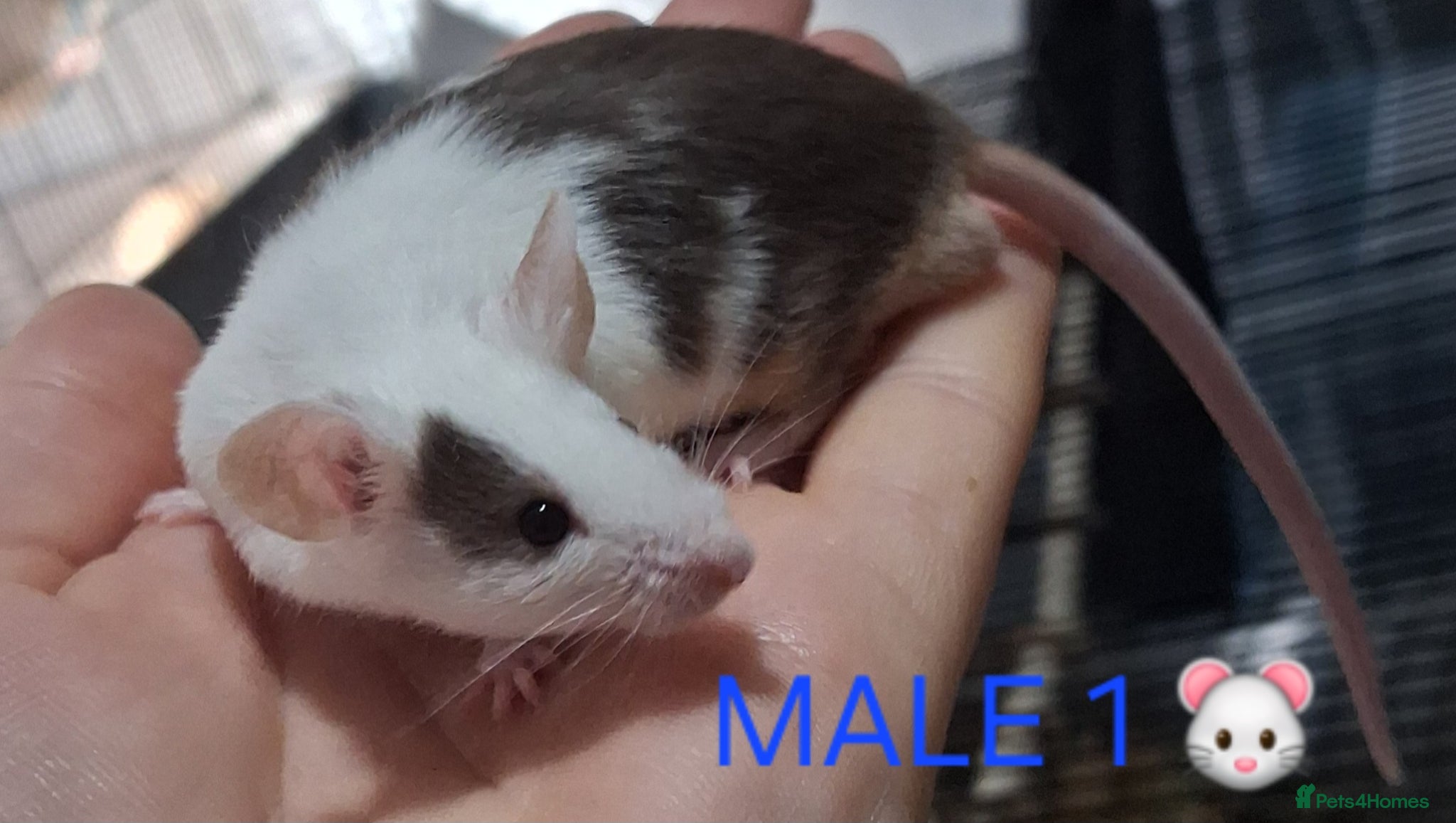 Mouse rodents MALE & Female FANCY MICE 🐁🐾 - Advert 20