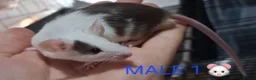 Mouse rodents for sale: MALE & Female FANCY MICE 🐁🐾 - Advert 1
