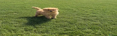 Maltipoo 1