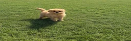 Maltipoo dogs for sale: Maltipoo puppies  in Epping - Advert 2
