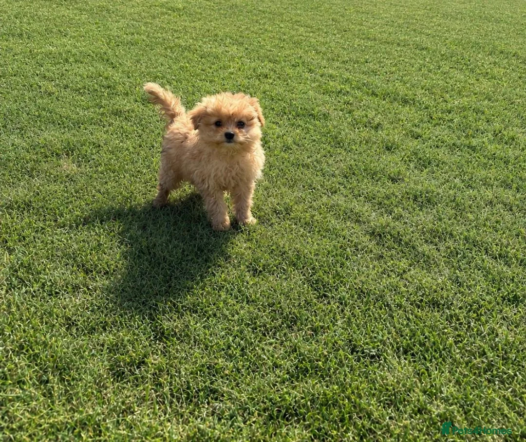 Maltipoo dogs for sale: Maltipoo puppies  in Epping - Advert 2
