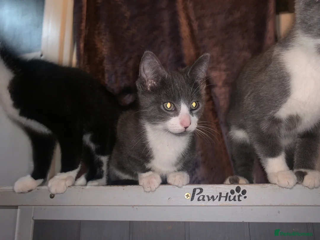 Mixed Breed cats for sale: Kittens For Sale In Birmingham: - Advert 2
