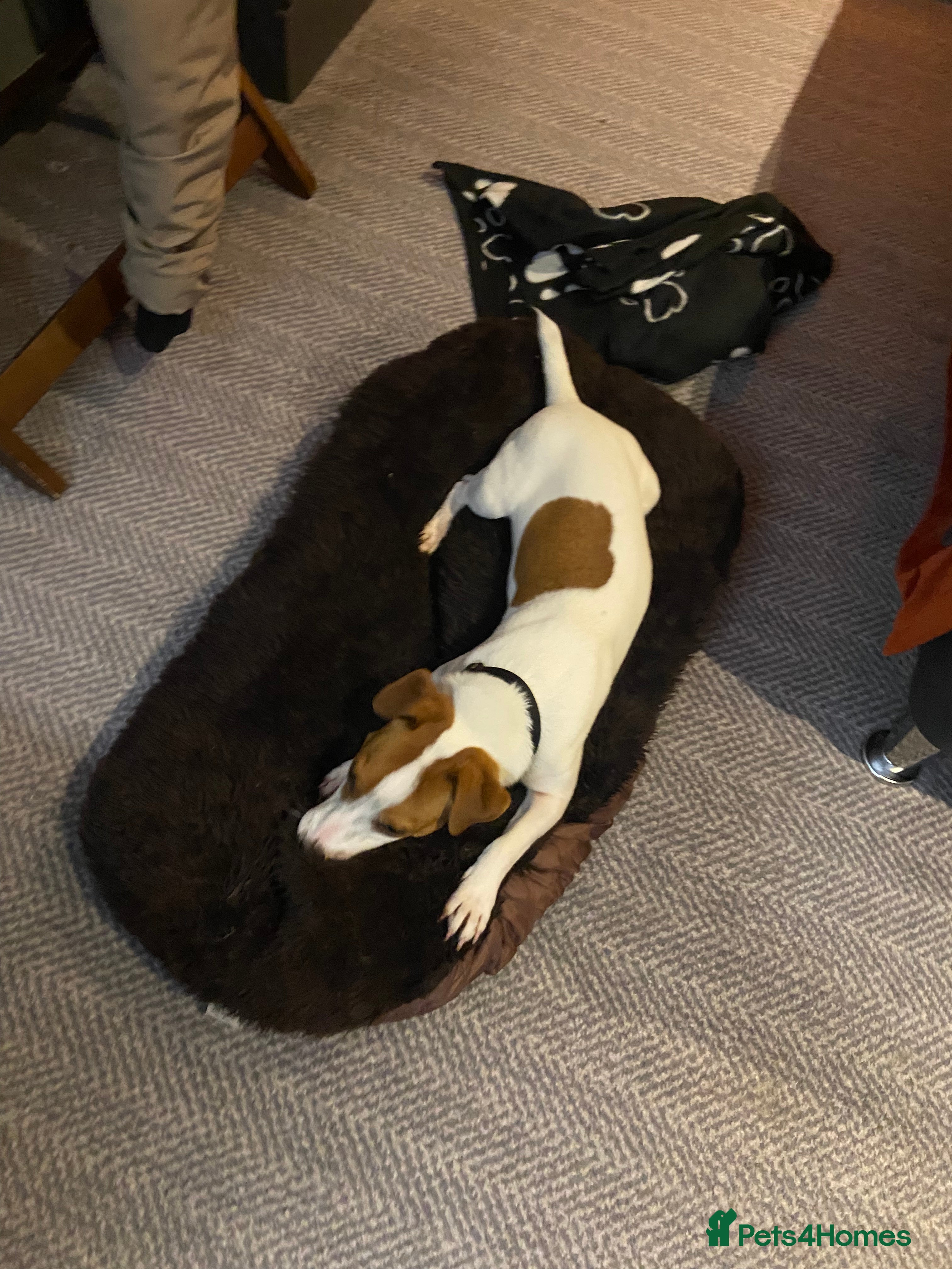 Jack Russell dogs **stunning** pure Jack Russell terrier  in Cheltenham - Advert 1