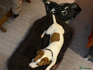 Jack Russell dogs **stunning** pure Jack Russell terrier in Cheltenham - Advert 2