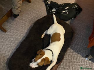Jack Russell dogs **stunning** pure Jack Russell terrier in Cheltenham - Advert 8