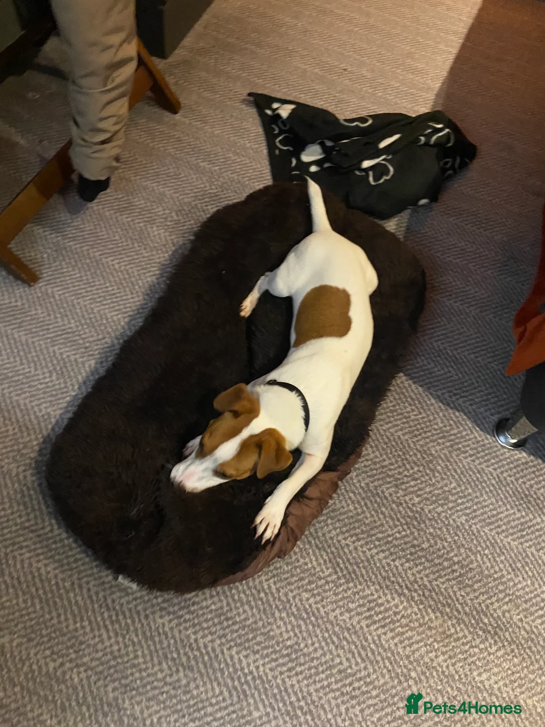 Jack Russell dogs for stud: **stunning** pure Jack Russell terrier  in Cheltenham - Advert 1