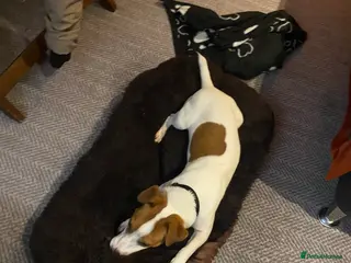 Jack Russell dogs **stunning** pure Jack Russell terrier in Cheltenham - Advert 13