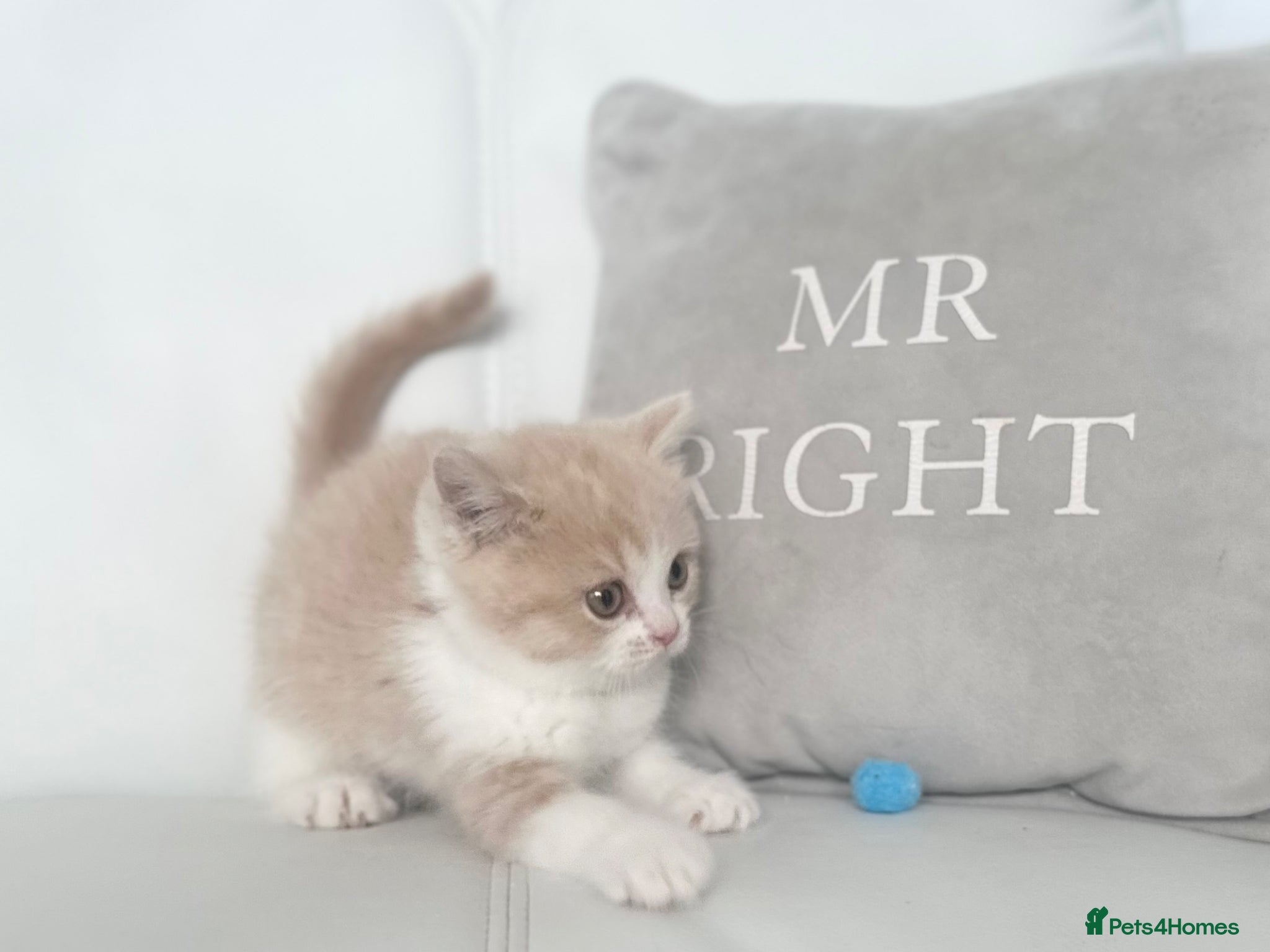 British Shorthair cats 🌸 READY NOW BRITISH SHORTHAIR KITTENS 🌸 - Advert 12