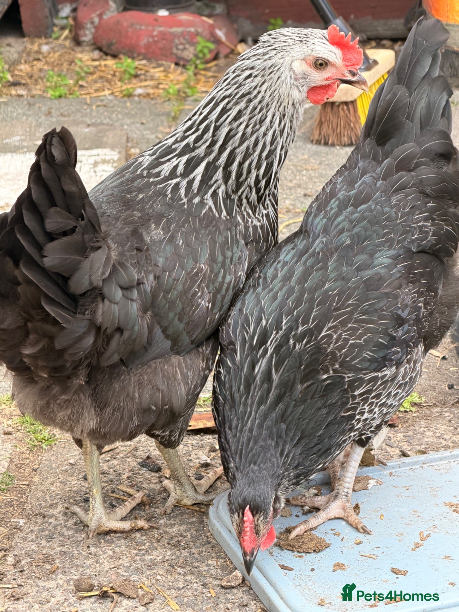Chickens poultry Hens.  - Advert 1