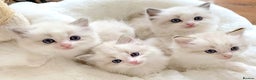 Ragdoll cats for sale: INDOOR FULL PEDIGREE RAGDOLL KITTENS - Advert 1